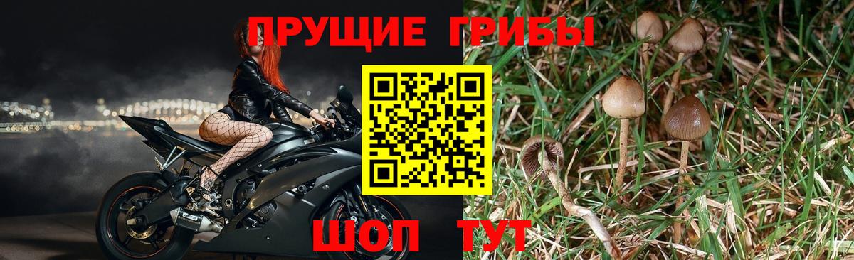 Псилоцибиновые грибы мицелий  Галлюциногенные грибы Psilocybine cubensis  Губаха  Вход с VPN 